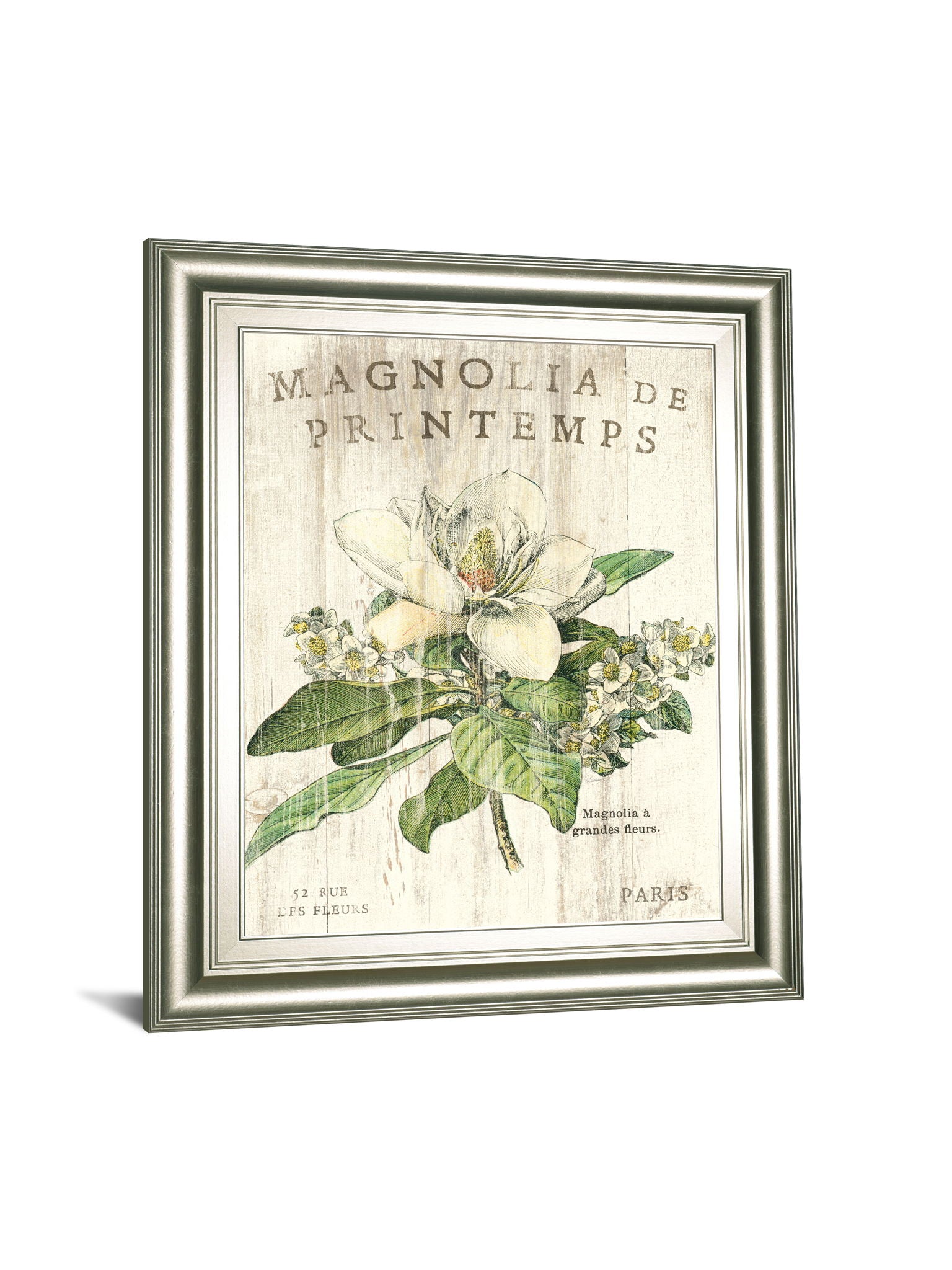 Magnolia De Printemps By Sue Schlabach - Beige