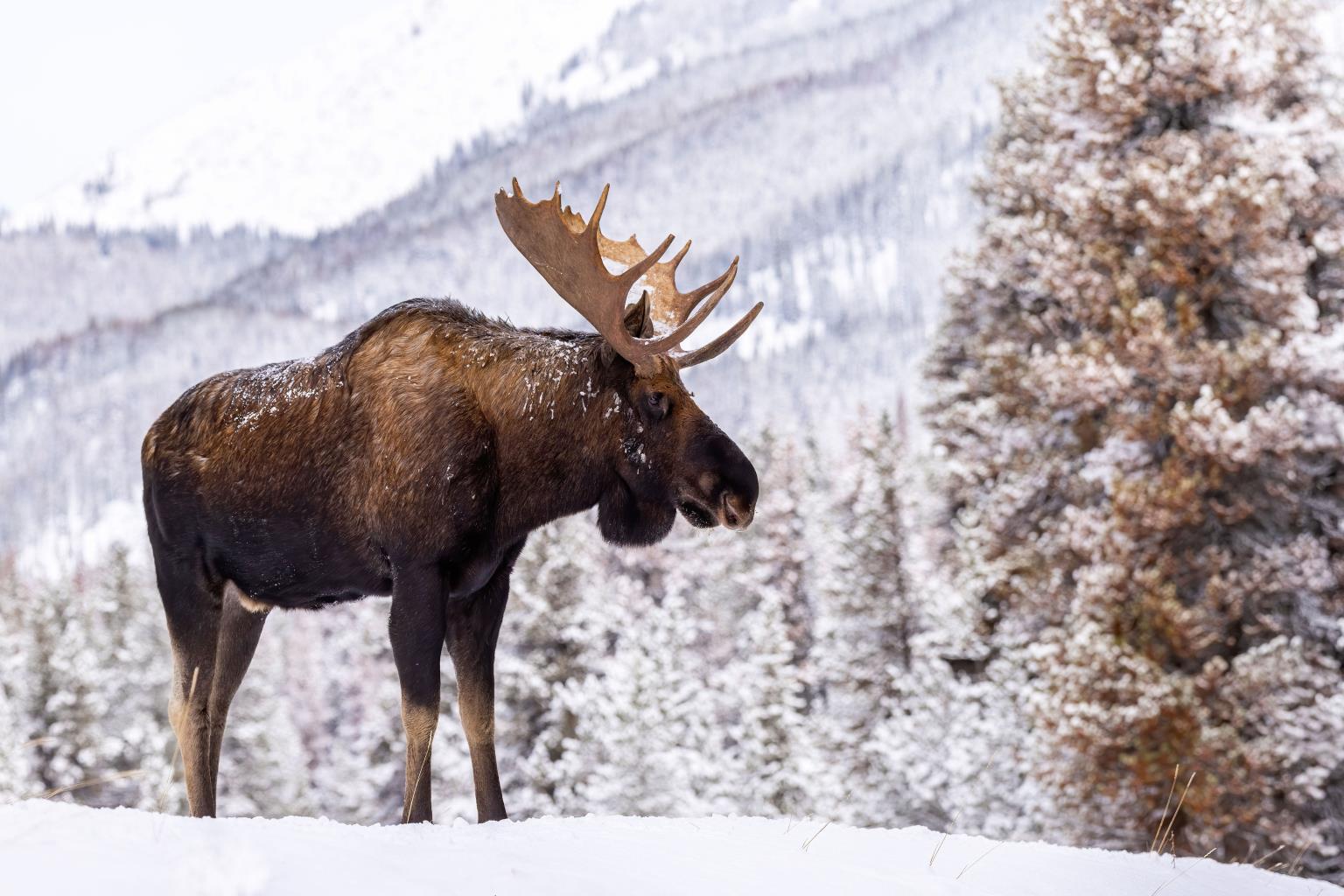 Tempered Glass - Moose In Snow - Gray