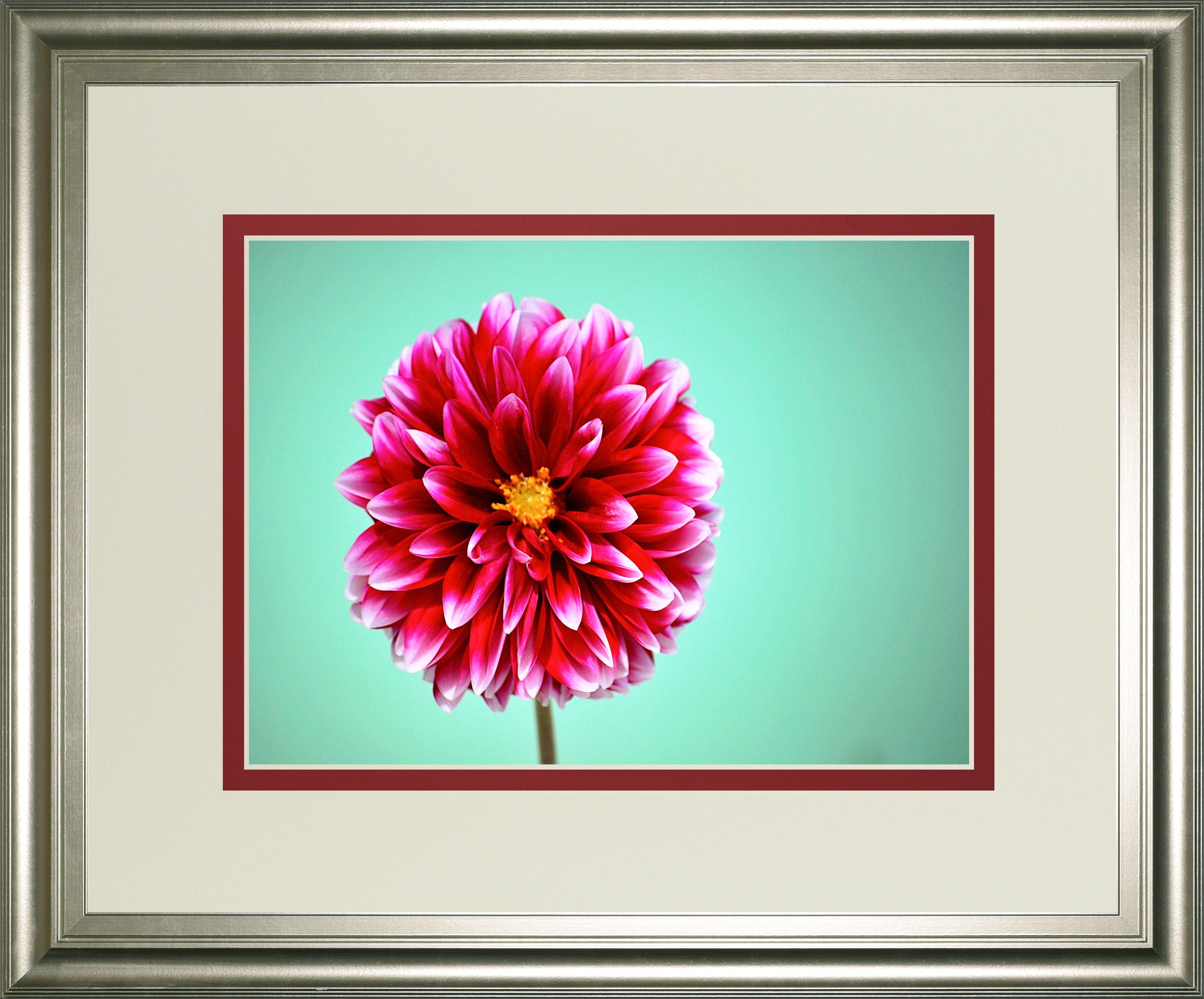 Zenia By Gail Peck - Framed Print Wall Art - Pink