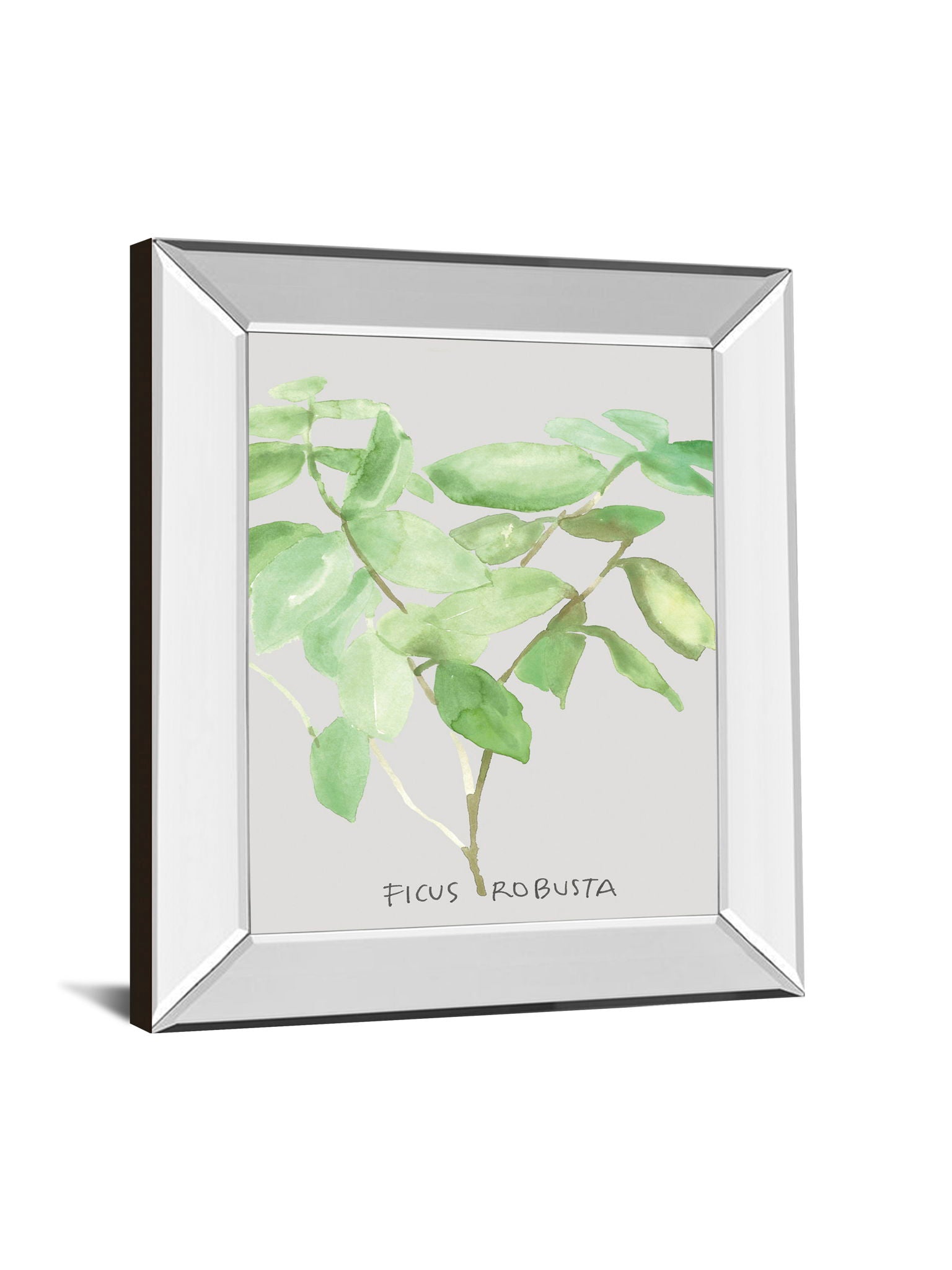 Ficus Robusta By Katrien Soeffers - Mirror Framed Print Wall Art - Green