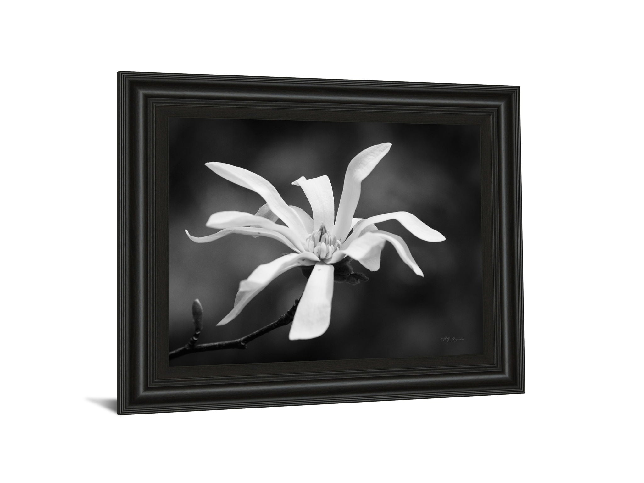 Magnolia Dreams I By Geyman Vitaly - Framed Print Wall Art - Dark Gray