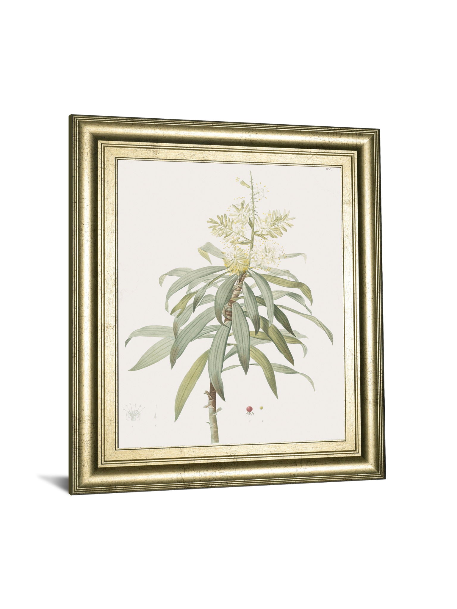 Dracaena Reflexa By Pierre Joseph Redoute - Framed Print Wall Art - Green